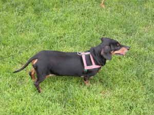 Princess scents the air