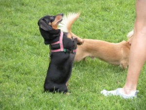 Doing tricks at the dog park