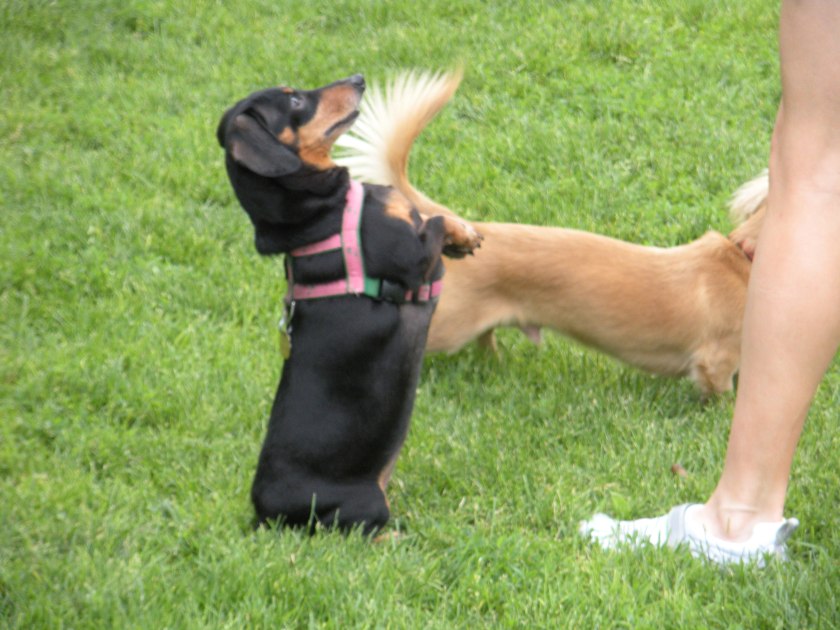 Doing tricks at the dog park