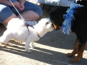 Rottie and small white fluffy dog love.