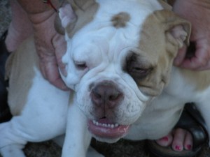 One of the nicest and prettiest boxer puppies I've ever met.