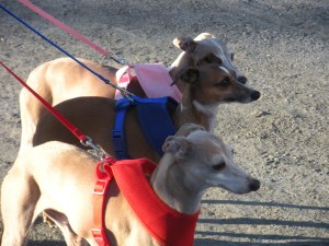 A fantastic family of IG triplets.