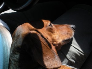 Rerun rests in Daddy's lap on the way to Ye Olde Mistcke Villagee.