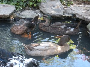 The village had two water features with ducks.  The ducks were adorable.