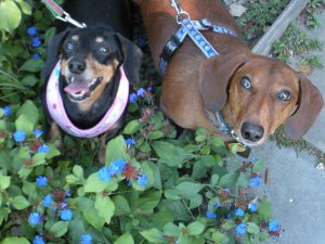We found shade, happy dogs!