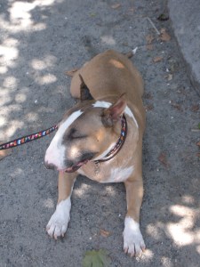 Rufus, the Grand Marshall of the Dog Parade and the winner of Westminister, 2006, relaxes in the shade after posing for photos.