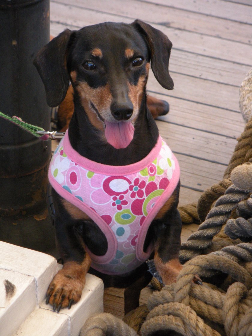 Thumbelina found her sea legs and climbed up on the rope pile.