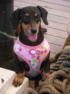 Thumbelina found her sea legs and climbed up on the rope pile.
