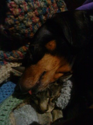 Kitteh pillow the first.