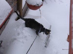 Found the recycle bin, time to leap.