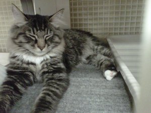 Moon in a rare sleepy moment.