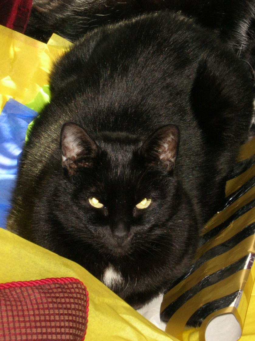 Bucky relaxes on wrapping paper.