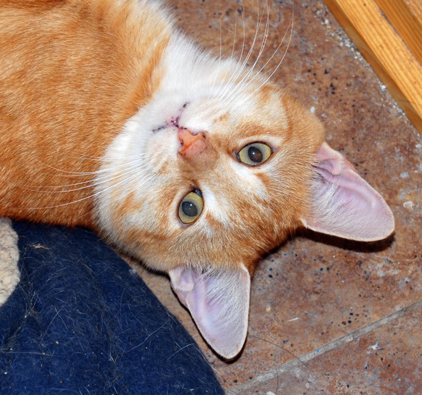 Thomas a Becket mugs for the camera Thomas a Becket mugs for the camera