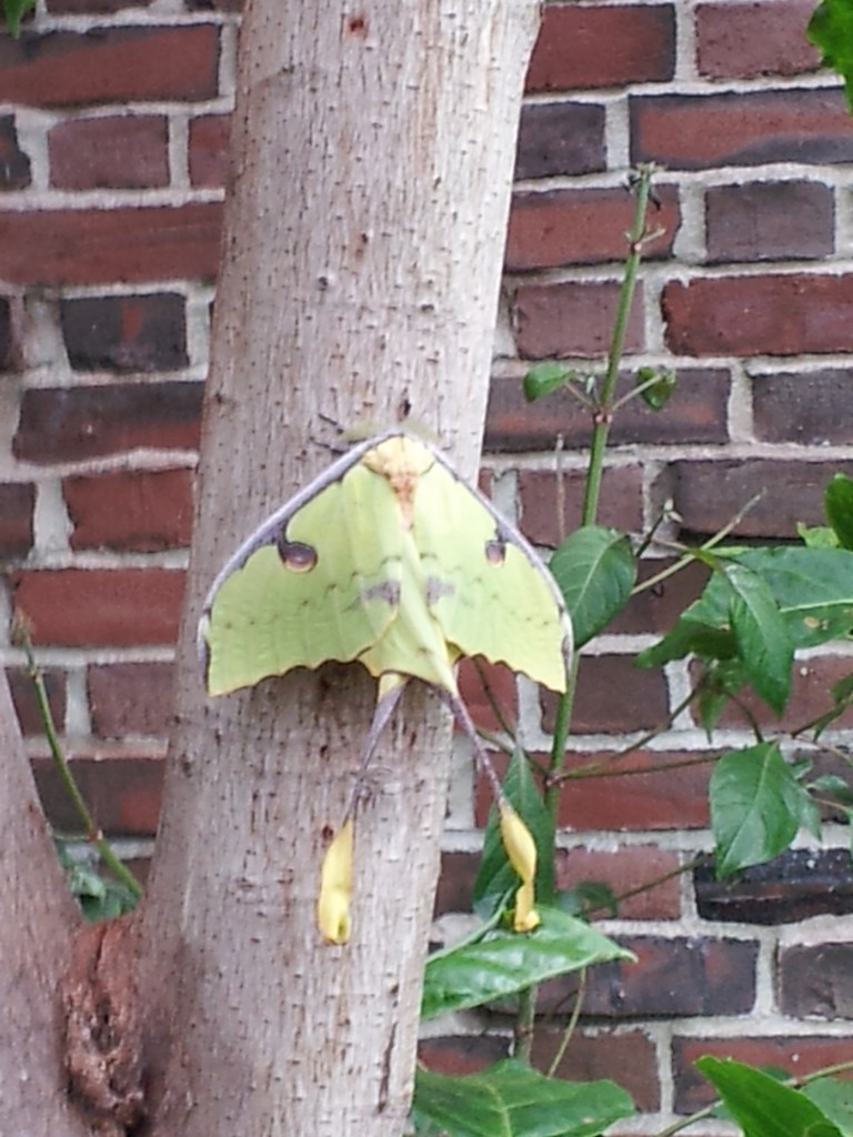 creepy green moth is creepy