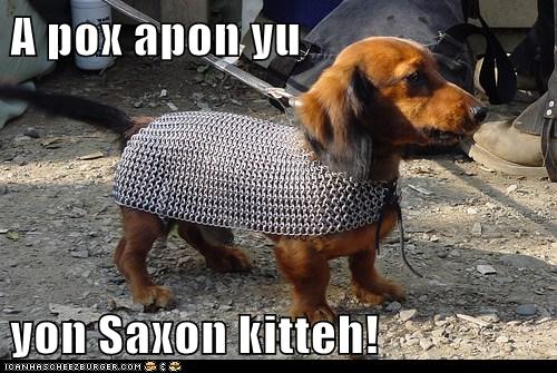 Dachshund puppy in chain mail