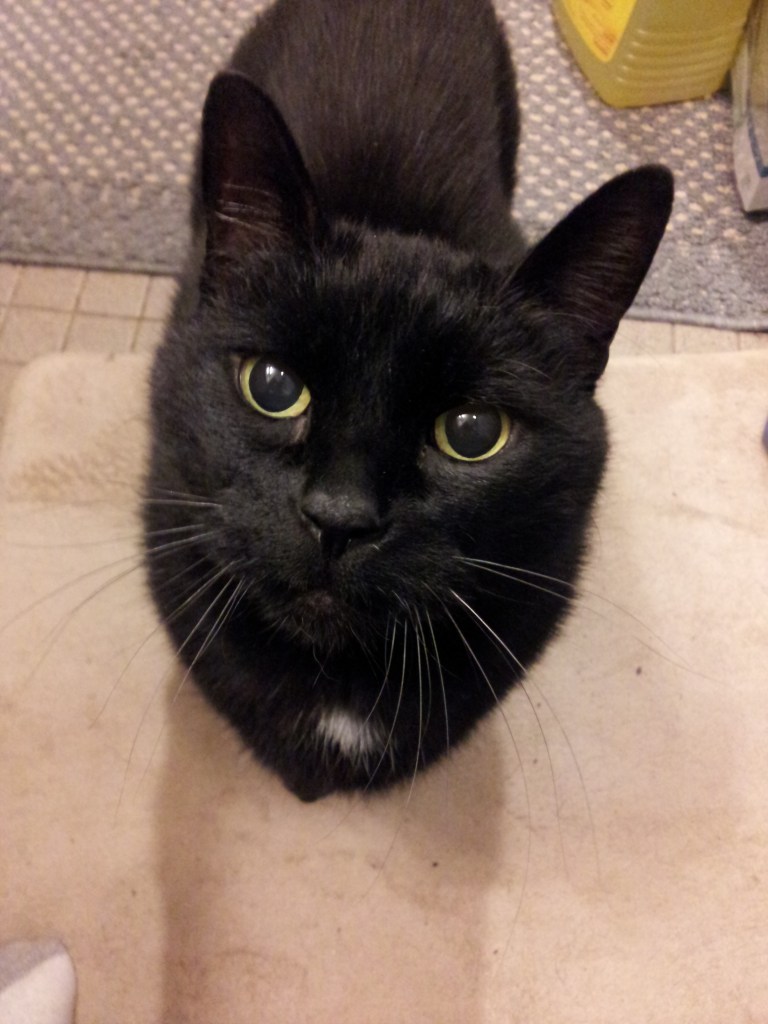 Privacy in the bathroom? Ha! 