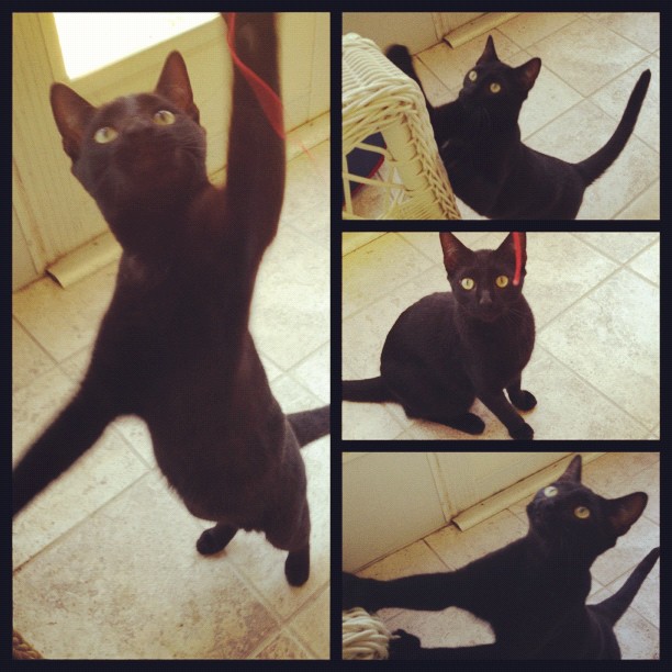 Bruce Campbell the cat is made of win Bruce Campbell the cat is made of win