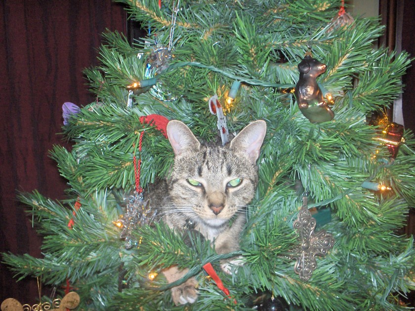 Somehow, he has managed to break only a few ornaments.  So we wire them on tight now.  