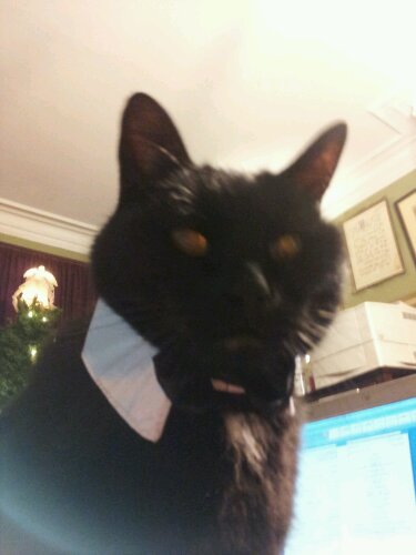 Bucky in his less formal wear. In true lord of the manor style, he showed up for meals and when he needed personal grooming. Yep, he was totally an Earl.