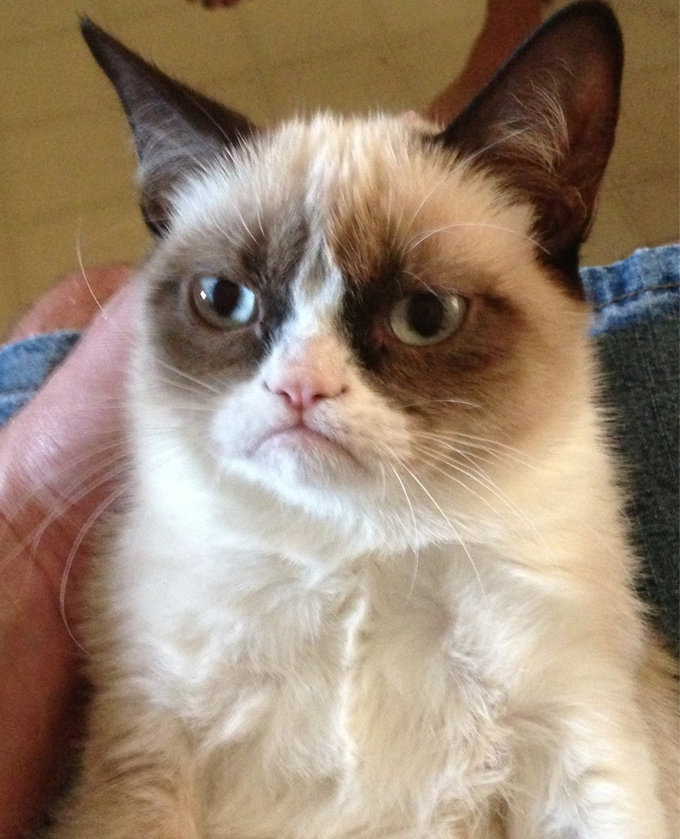 This is probably the iconic Grumpy Cat photo.