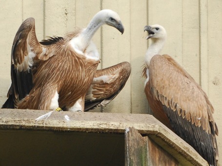 Ok, so they're not all "cuddly."