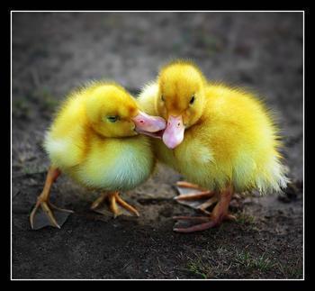 gay ducklings
