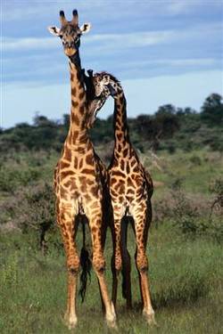 gay giraffes