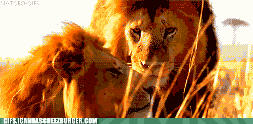 gay lions