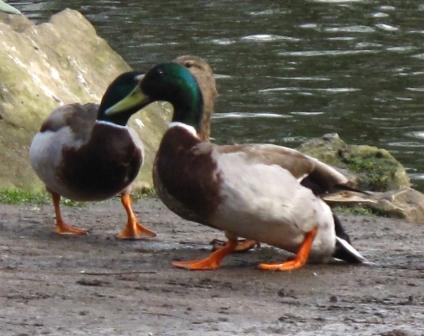 gay mallards