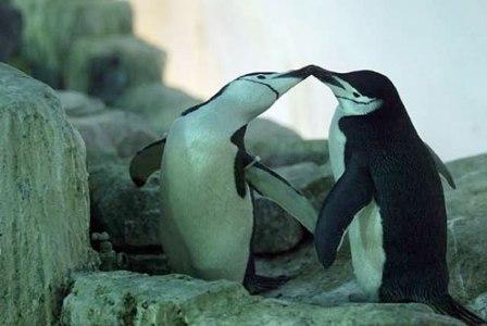 gay penguins