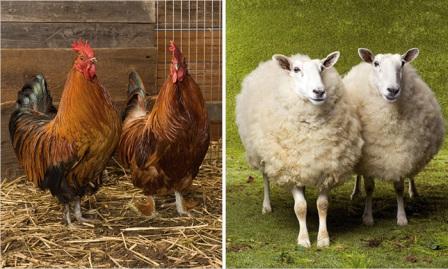 I thought this was adorable.  Whoever put this together did a good job.