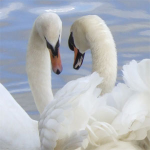 gay swans