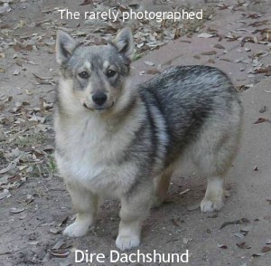 Thumbelina will be really disappointed that she's not a Dire Dachshund.