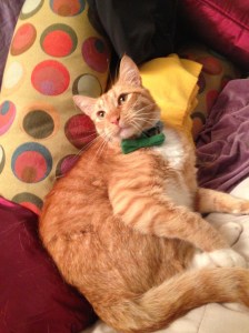 This is Waffles the cat.