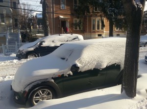 Basil will have to be dug out eventually.  