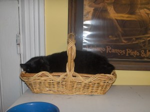 Note the food bowl in the lower left corner of the photo.