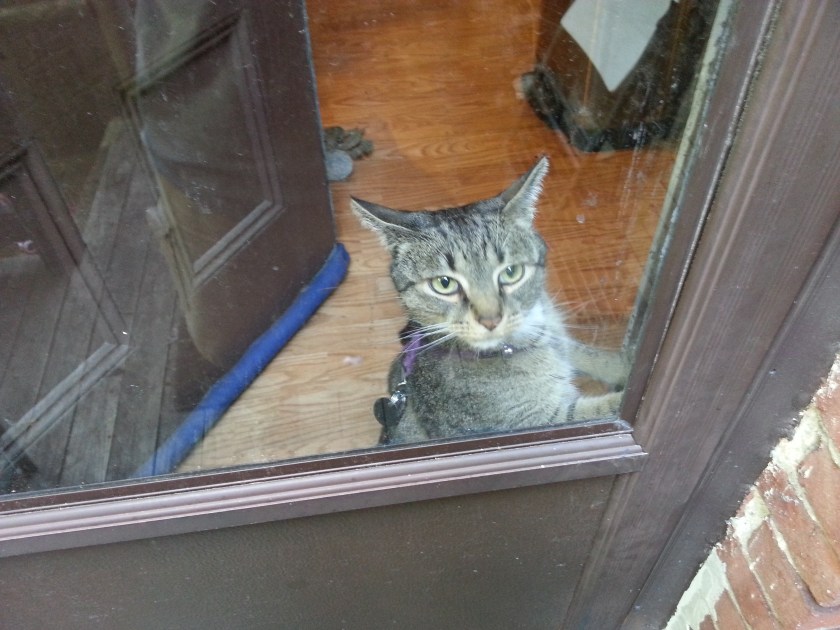 He really doesn't get it. Poor little Scratch.