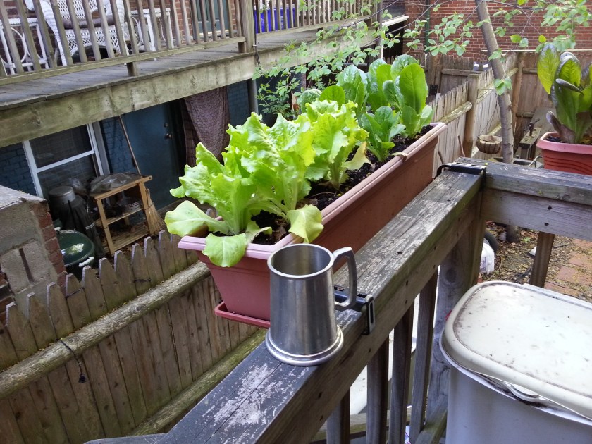 Pewter tankard of perry is optional when gardening.