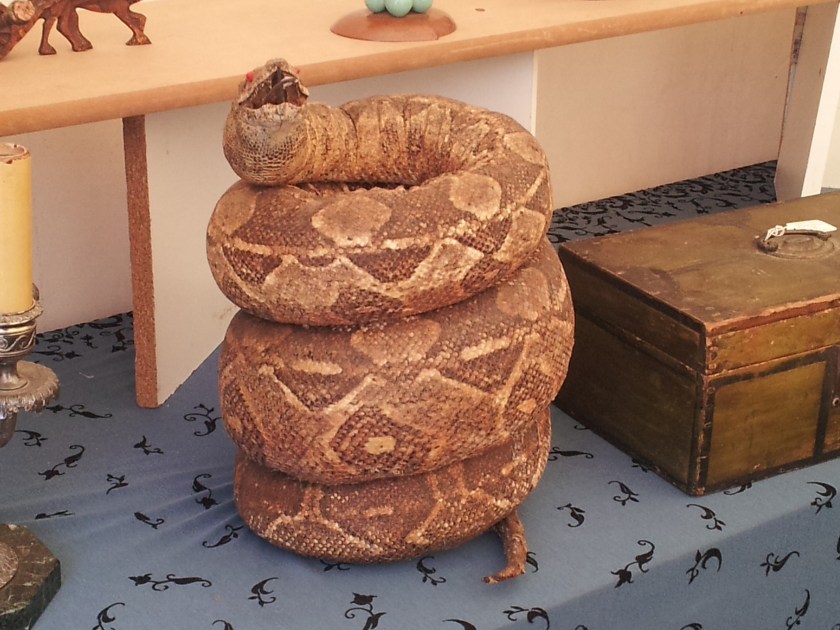 coiled taxidermied constrictor snake