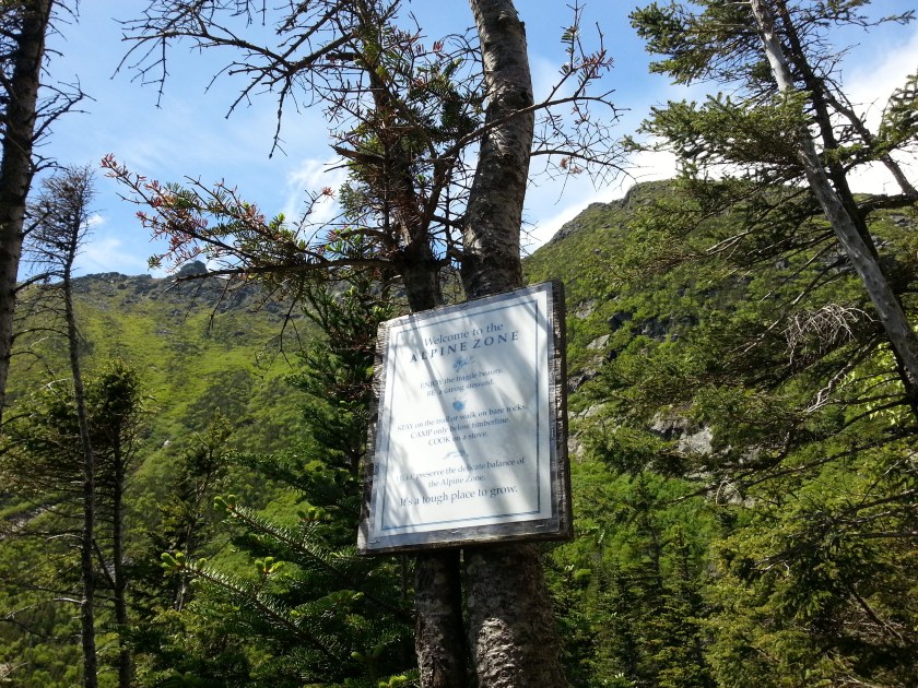 Alpine indeed.  With the wind blowing it got a little chilly.  