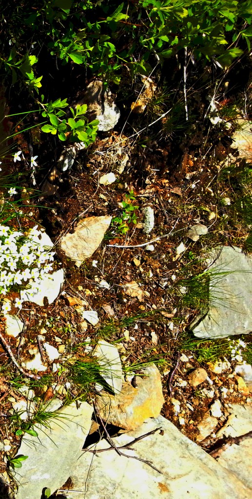 Edelweiss?  Simbelmyne?  No, diapensia lapponica, I think.