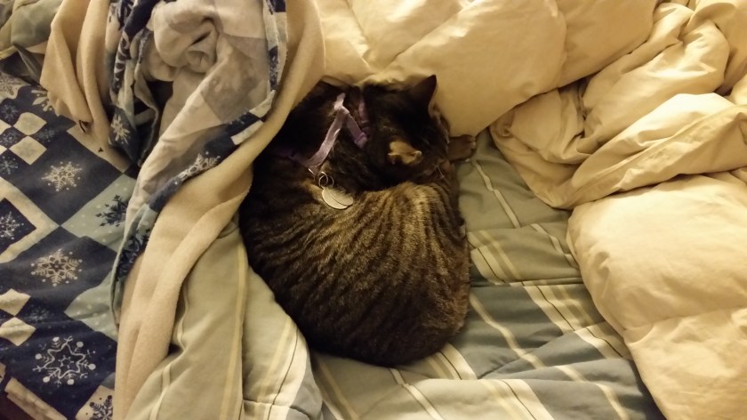 Scratch was curled up on me but stayed in place when I got up.