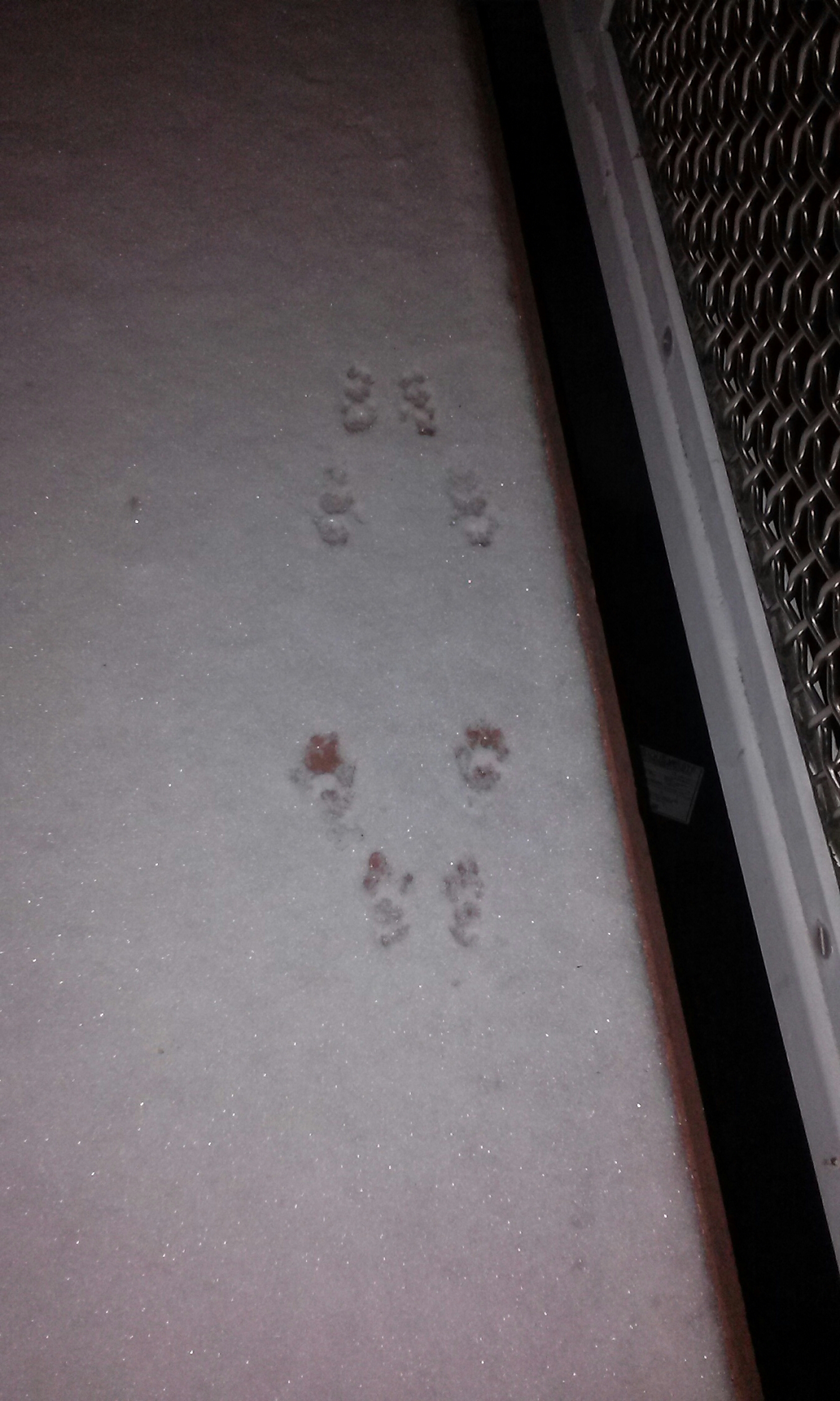Bunny footprints