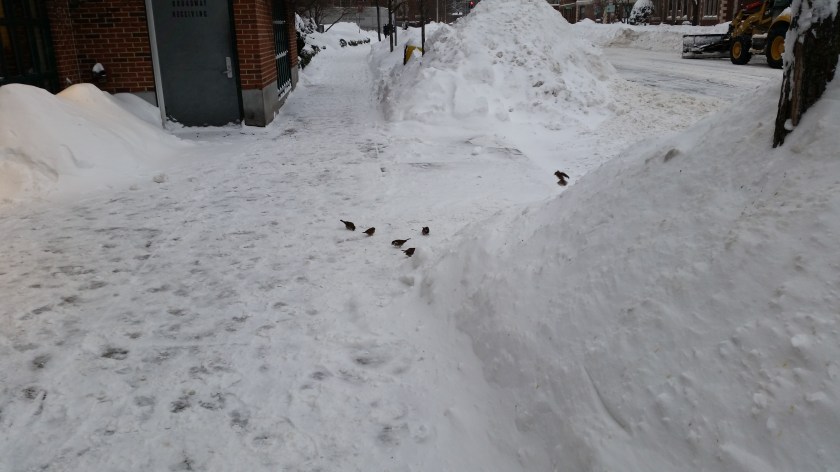 Some birds managing to find something to eat in spite of it all.