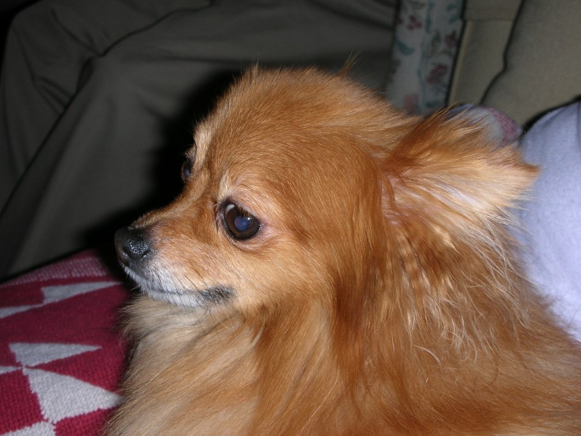 Jasmine had a perpetually pensive look on her face.  Unless she looked happy.