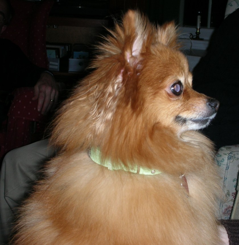 Jasmine smiling as she stands hoping for a treat.