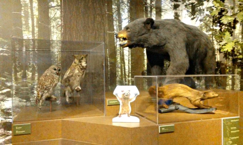 Bears and Owls and... RUN!  Run, Rory!