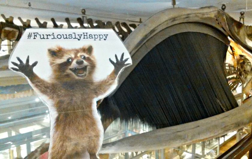 A North Atlantic Right Whale skeleton with full baleen.  Finding a skeleton with full baleen is a pretty tall order.