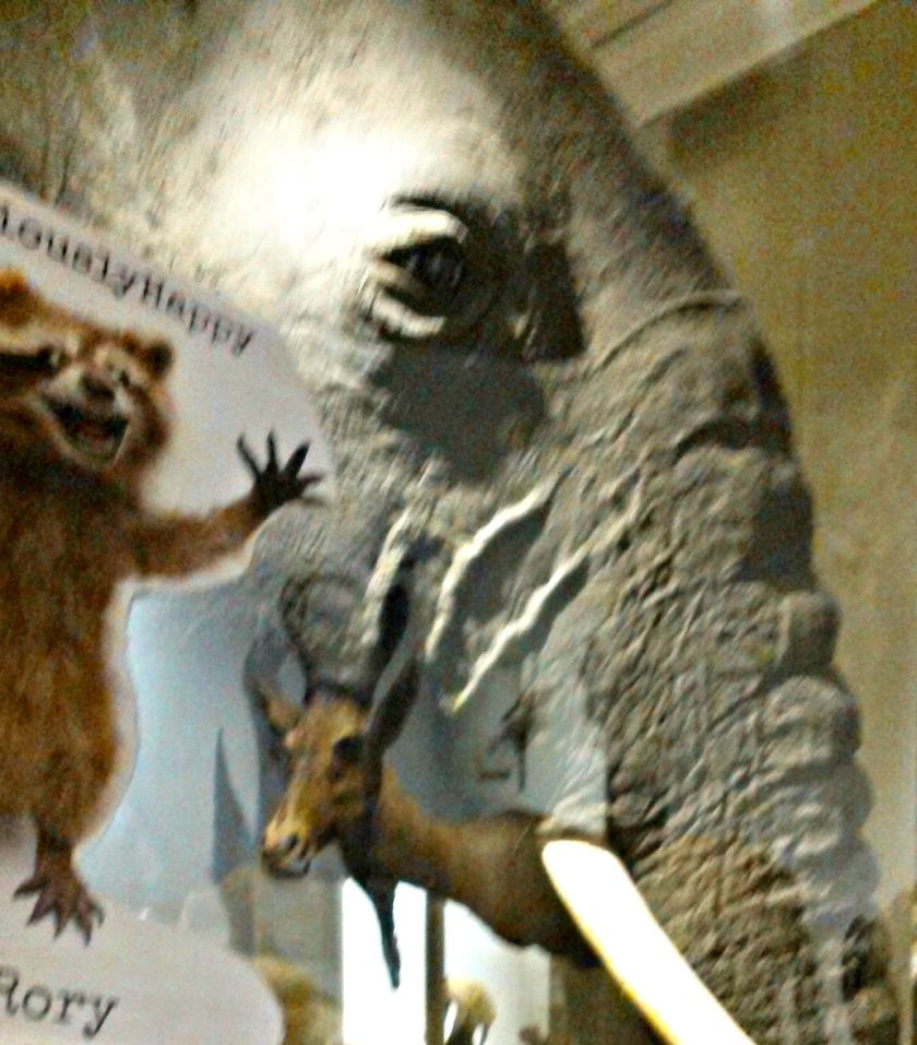 I believe this is an Asian elephant.  Rory was just impressed with the neat reflection effect in the photo.