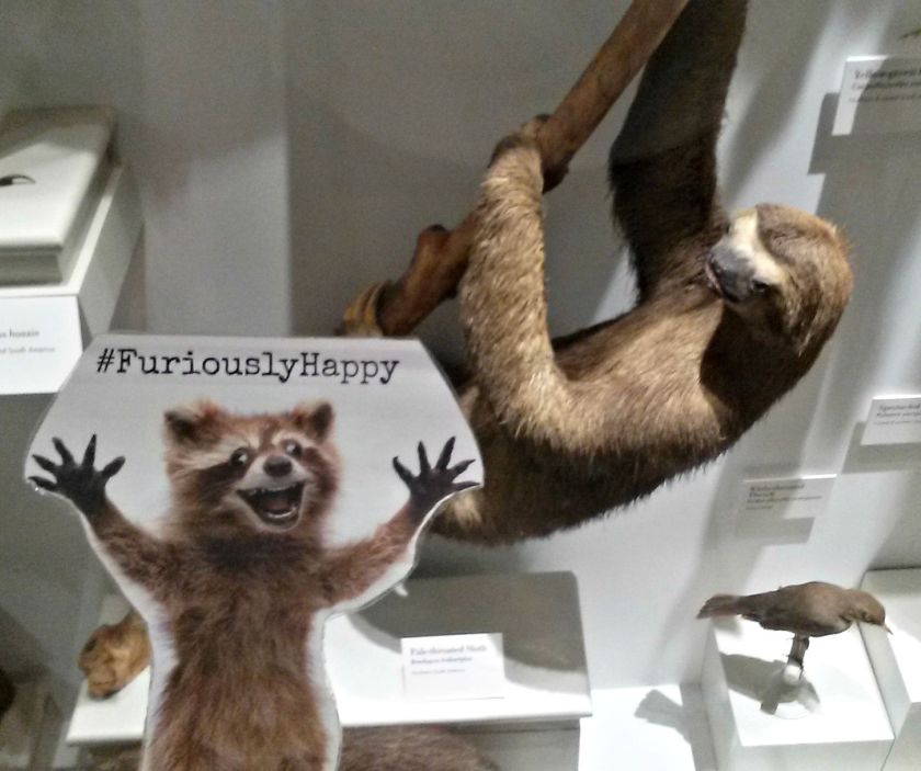 Three toed sloth and Rory FTW.